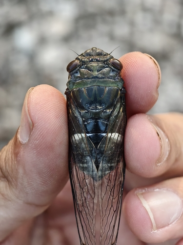 Chremistica guamusangensis