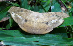 Oxydia platypterata