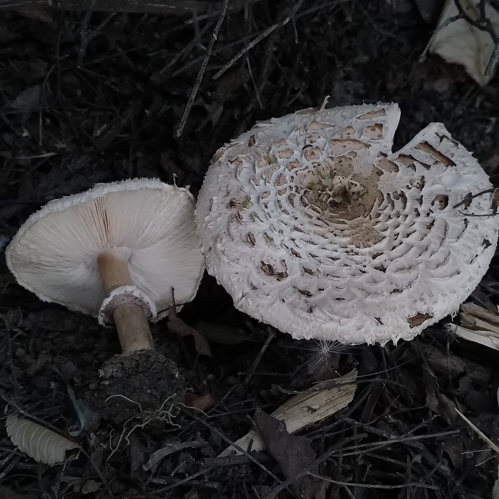 Chlorophyllum brunneum · February 2026 · photo: © zedt (iNaturalist, cc-by)