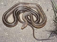 Pantherophis bairdi
