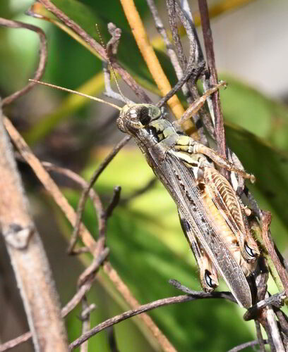 Melanoplus propinquus