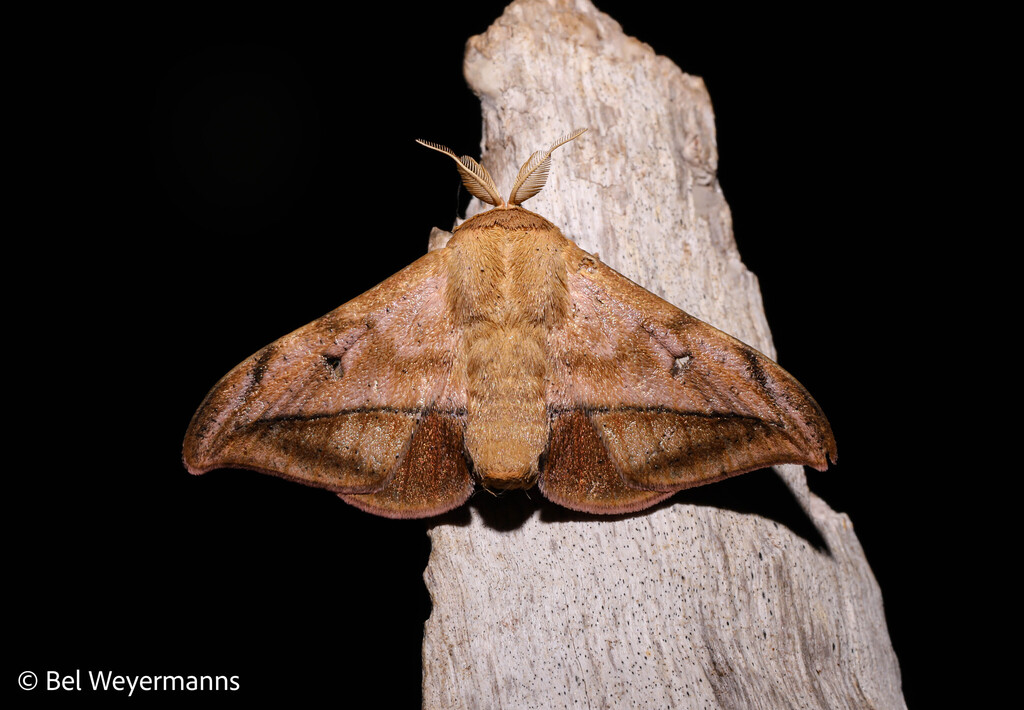 Gonogramma externa