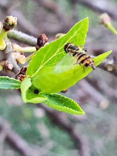 Unknown species found near Karns, TN 37921, USA