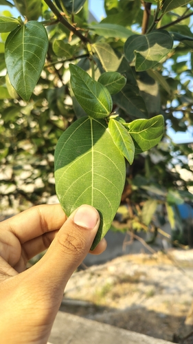 Cluster Fig (Ficus racemosa)