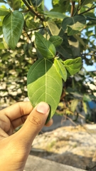 Figuier Racème (Ficus racemosa)