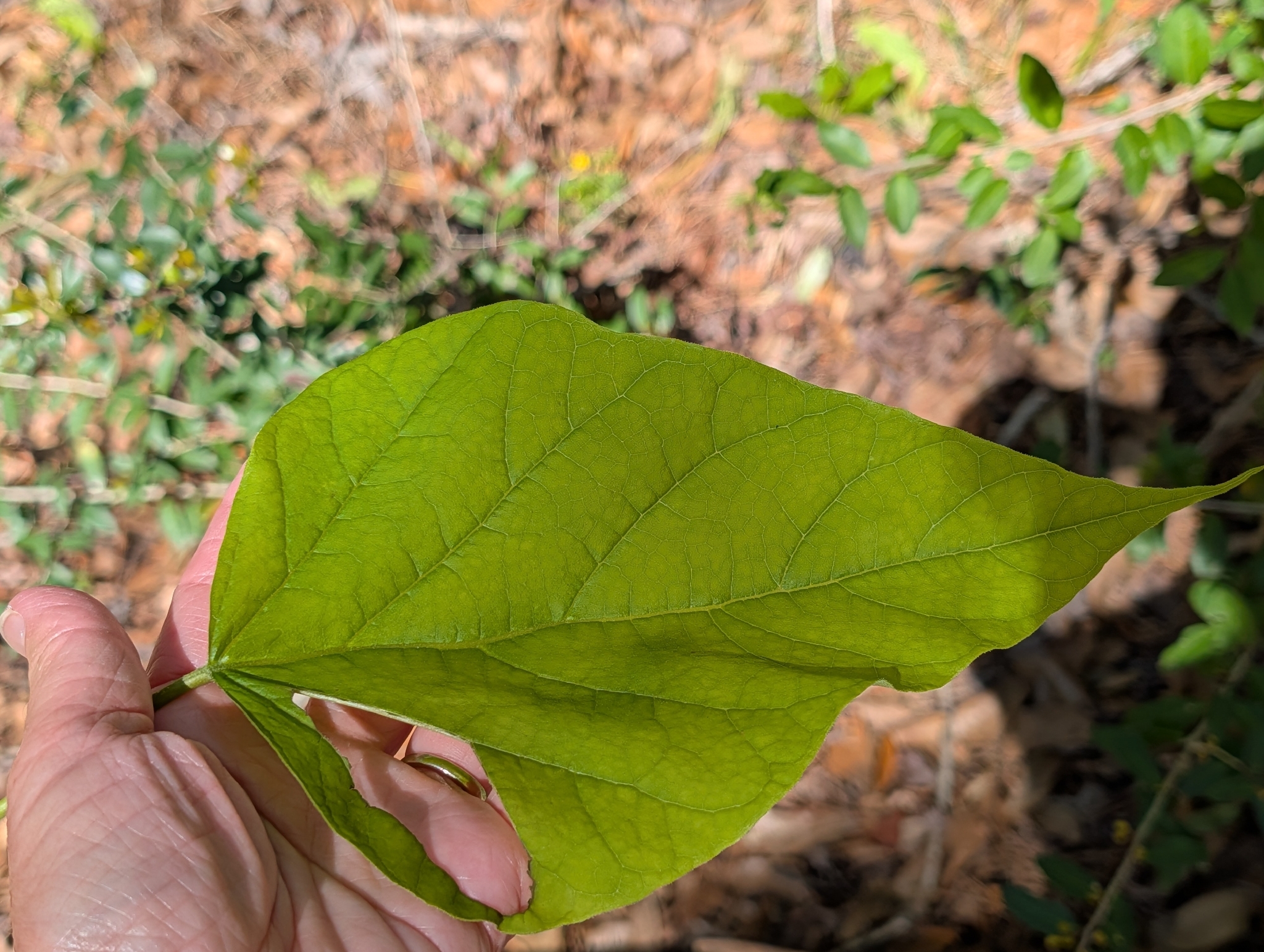 Imagem de catalpa