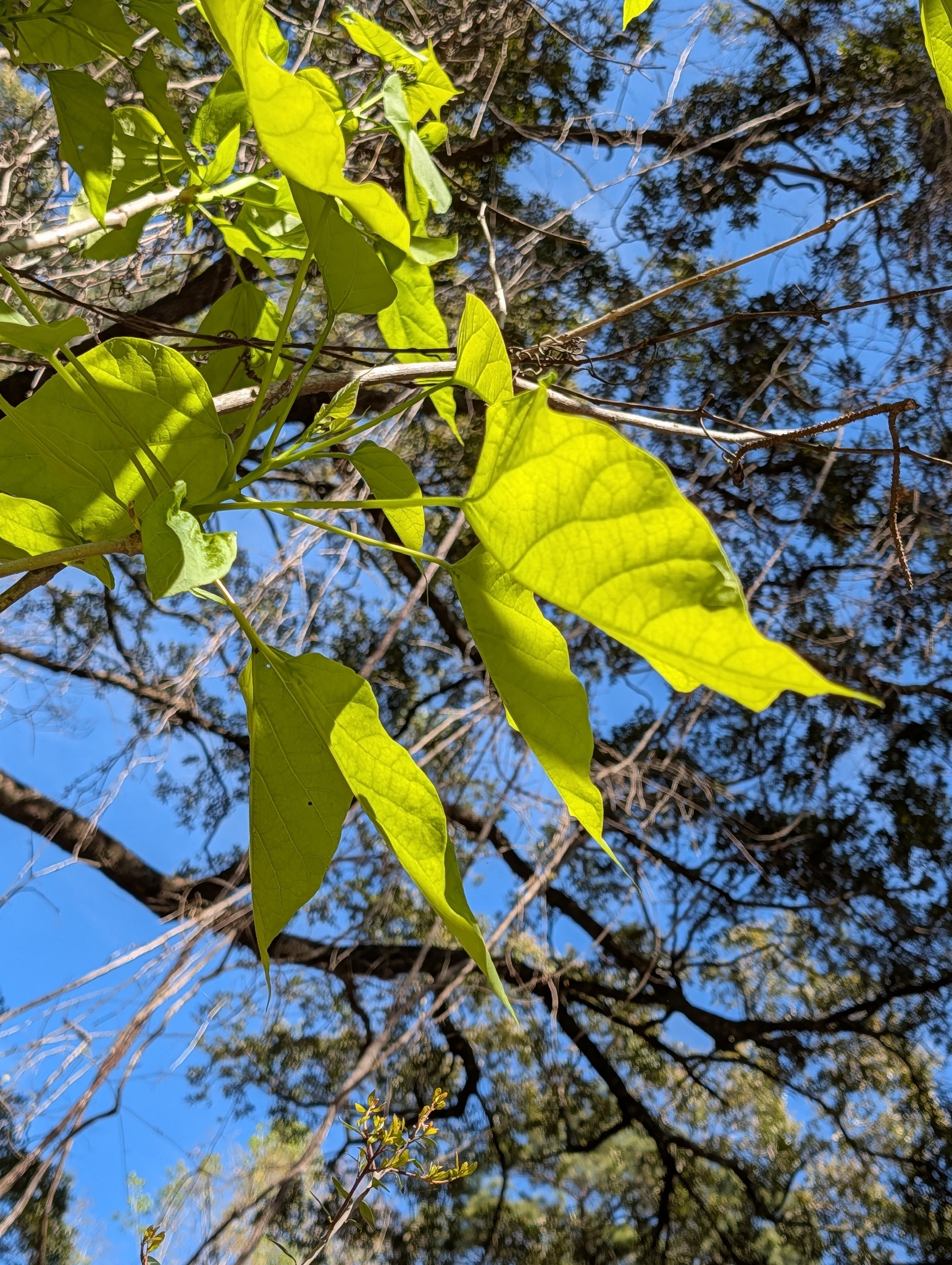 Imagem de catalpa
