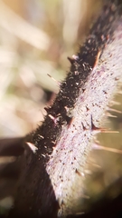 Rubus dasyphyllus