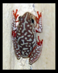 Hyperolius parallelus