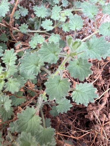 Panamint Phacelia (Phacelia perityloides)
