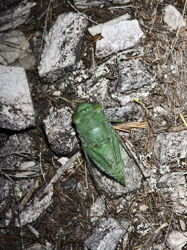 Dundubia vaginata vaginata