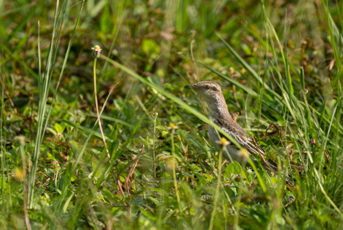 Pied Triller (Lalage nigra)