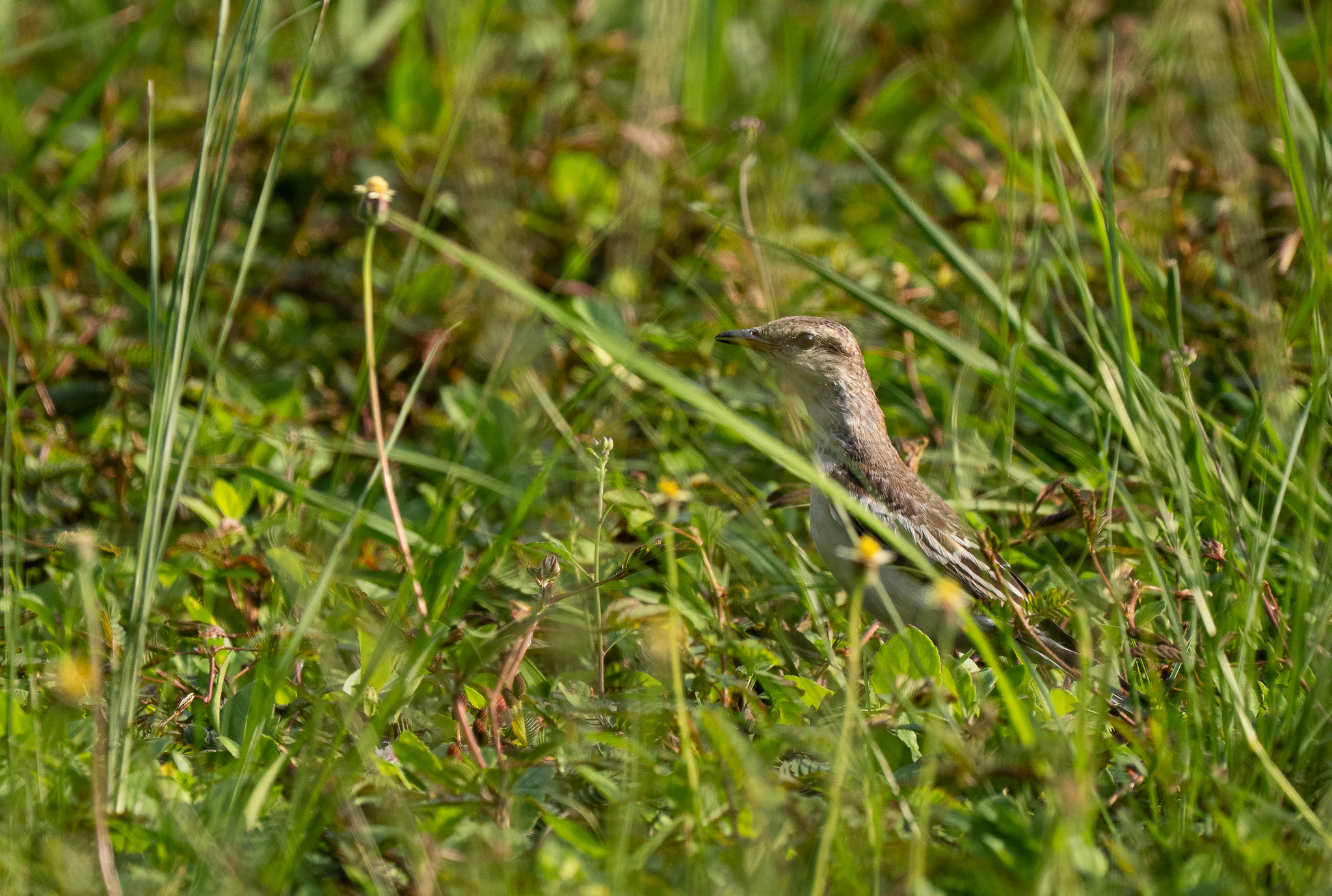Pied Triller (Lalage nigra), photo 1