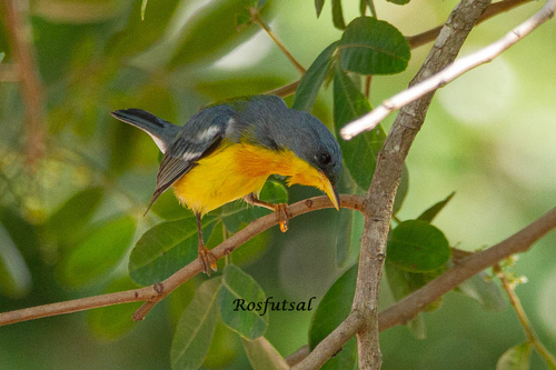 Tropical Parula