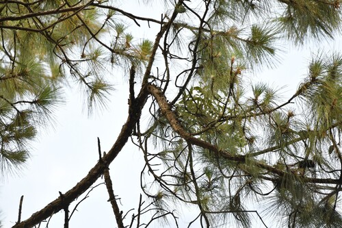 Khasi pine (Pinus kesiya)