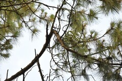 Pinus kesiya, photograph (c) Zac Peterson, some rights reserved (CC BY)