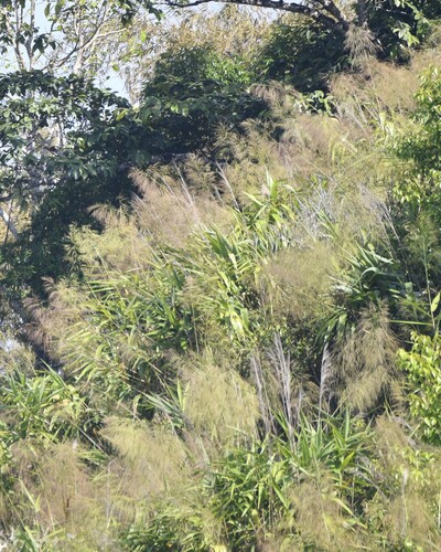 Nepalese Broom Grass (Thysanolaena latifolia)