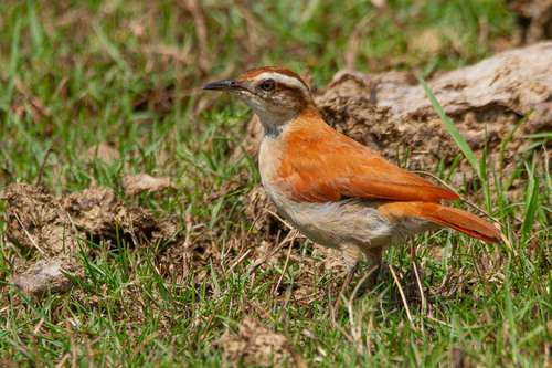 Wing-banded Hornero