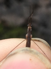 Limnoporus canaliculatus