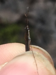 Limnoporus canaliculatus