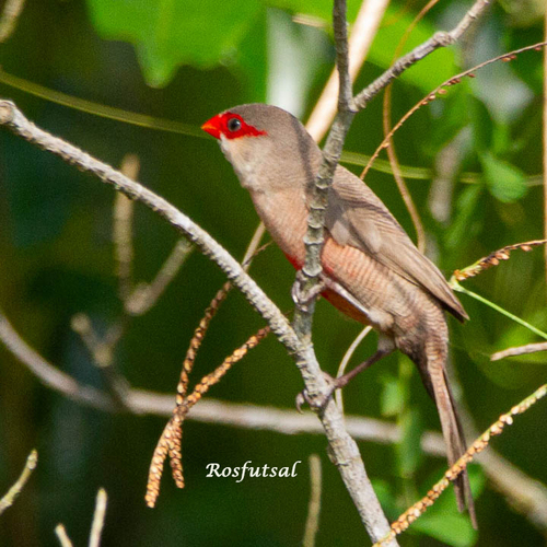 Common Waxbill