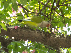 Myiopsitta monachus