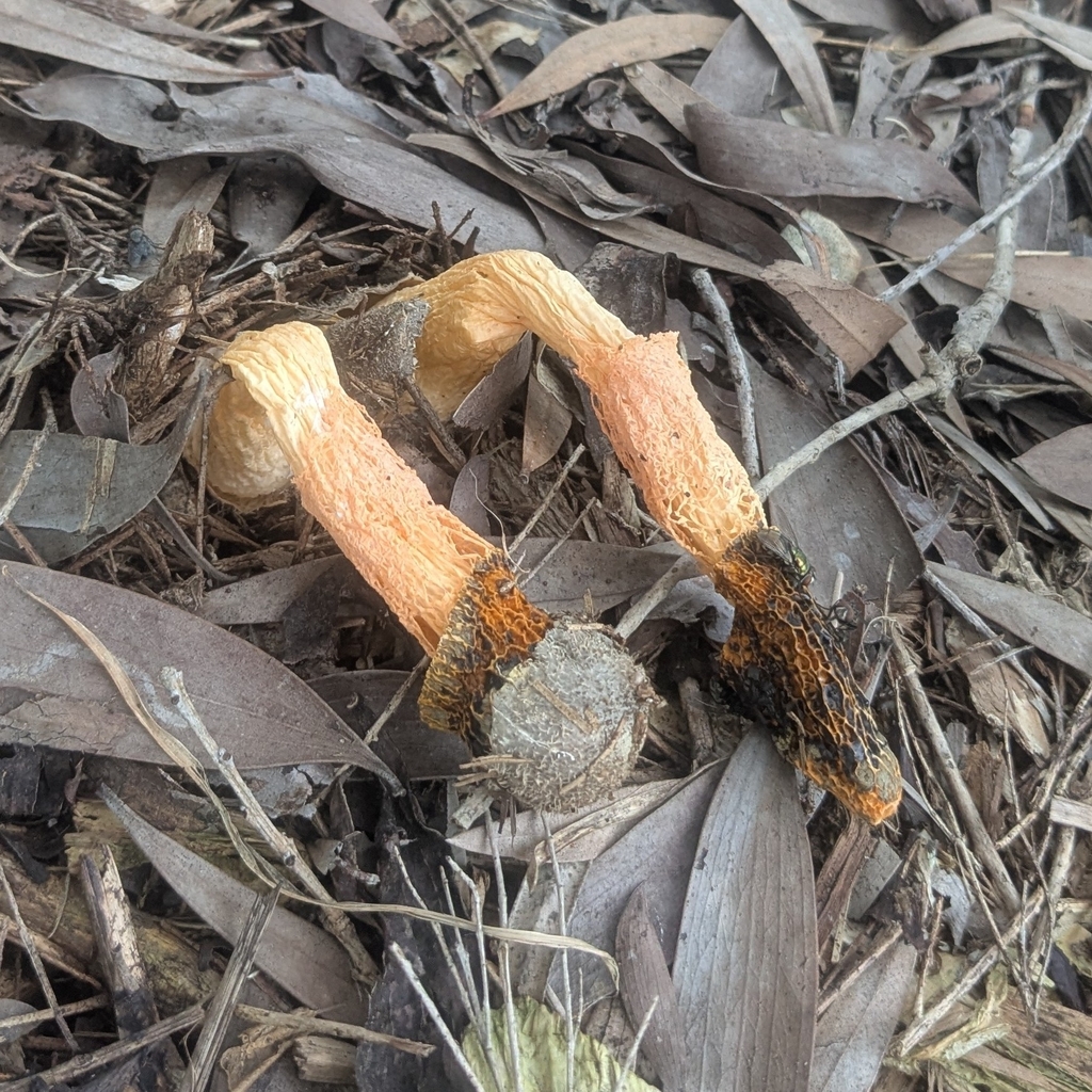 Phallus multicolor · March 2026 · photo: © lukelythgoe (iNaturalist, cc0)
