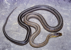 Pantherophis bairdi