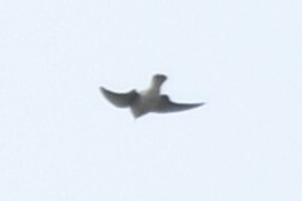 Asian House Martin (Delichon dasypus), photo 3