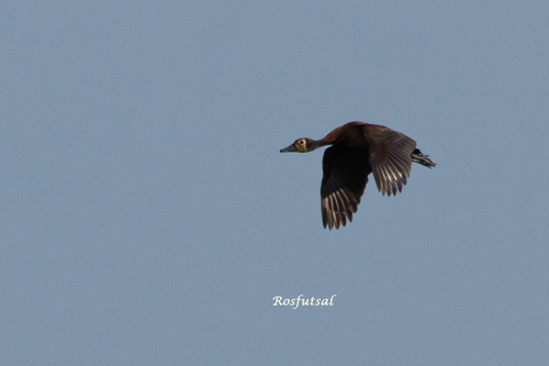 White-faced Whistling-Duck