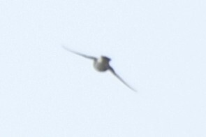 Asian House Martin (Delichon dasypus), photo 4