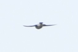 Asian House Martin (Delichon dasypus), photo 5