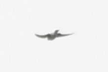 Asian House Martin (Delichon dasypus), photo 6