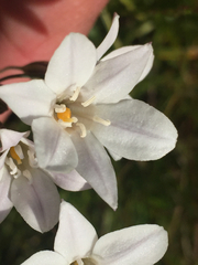 Triteleia peduncularis