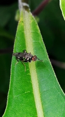 Richardiidae