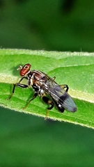 Richardiidae