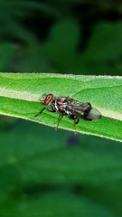 Richardiidae