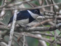 Platysteira castanea