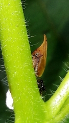 Enchenopa squamigera