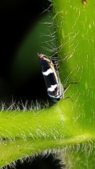 Macugonalia leucomelas