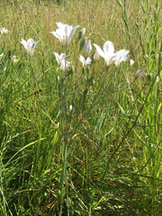 Triteleia peduncularis