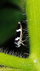 Macugonalia leucomelas