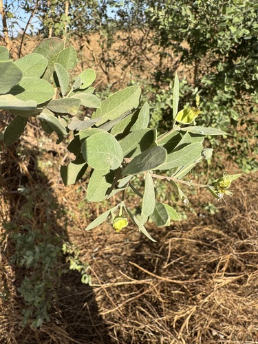 Guiera senegalensis