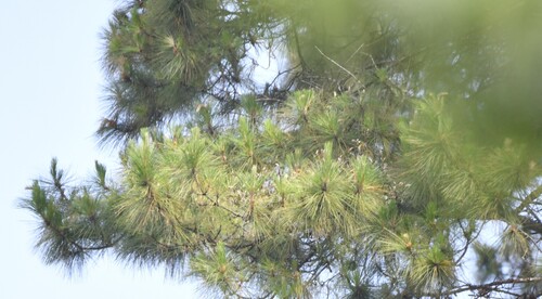 Pinus kesiya, photograph 4
