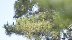 Pinus kesiya, photograph (c) Zac Peterson, some rights reserved (CC BY)