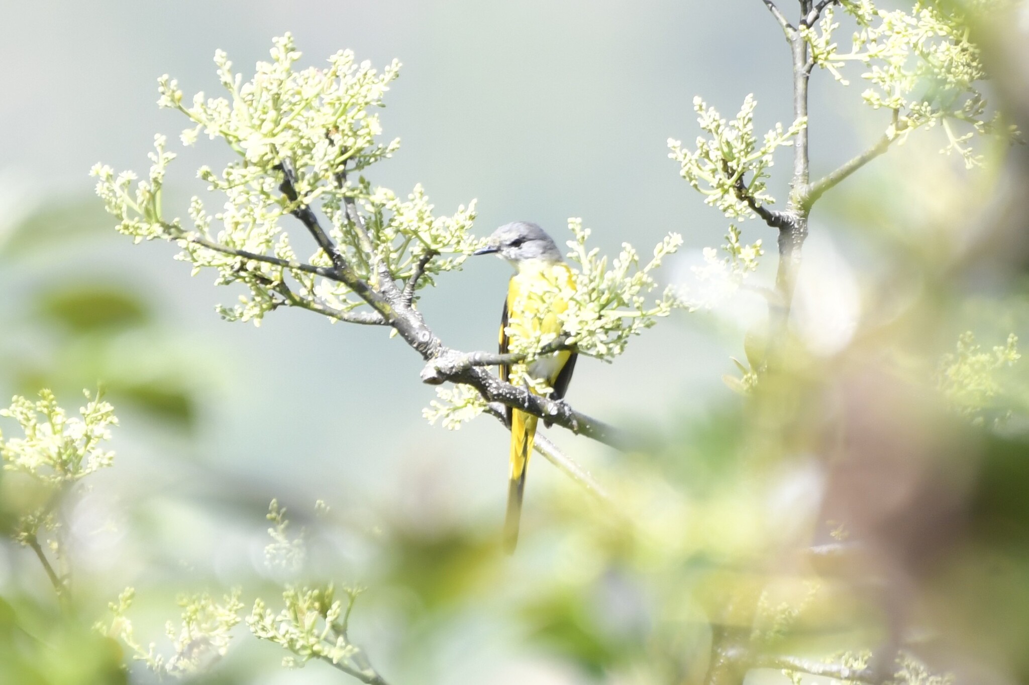 Long-tailed Minivet (Pericrocotus ethologus), photo 9
