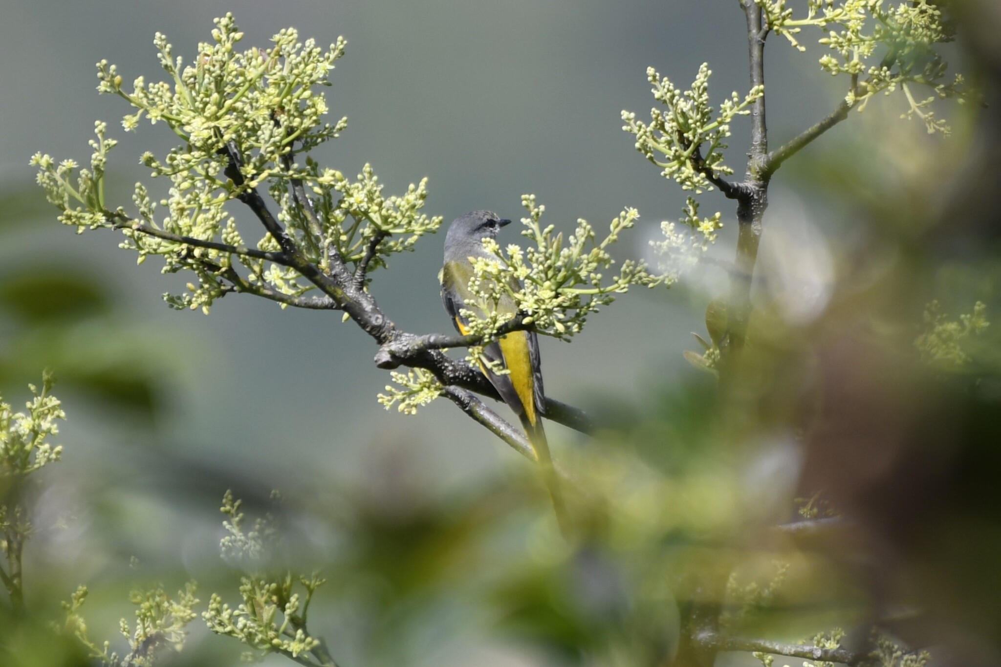 Long-tailed Minivet (Pericrocotus ethologus), photo 8