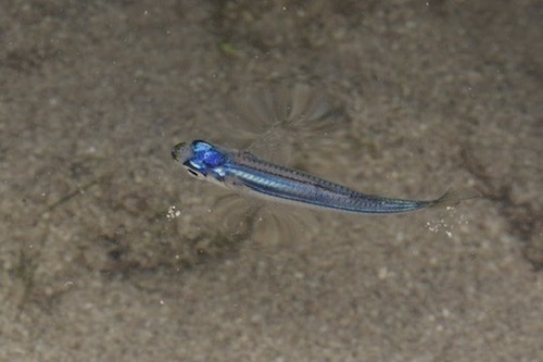 Samoan hardyhead (Hypoatherina temminckii) — Atherinidae — 5