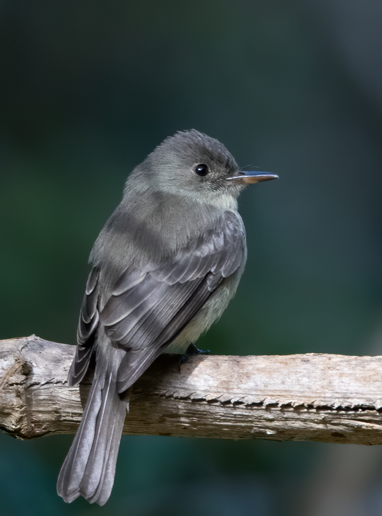 Hispaniolan Pewee