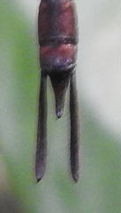 Gynacantha victoriae